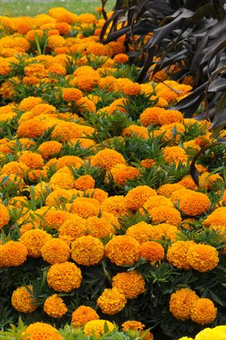 photo of flower to be used as: Bedding pot or basket Tagetes erecta Taishan African Orange