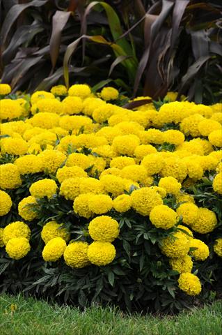 photo of flower to be used as: Bedding pot or basket Tagetes erecta Taishan African Yellow