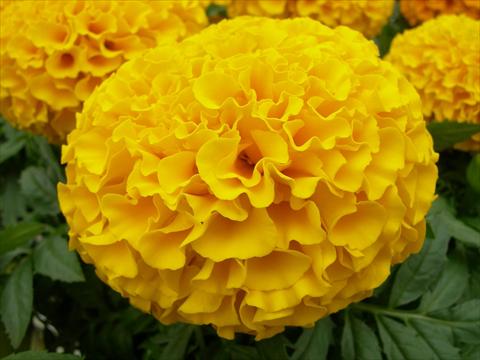 photo of flower to be used as: Bedding pot or basket Tagetes erecta Taishan Dwarf Gold