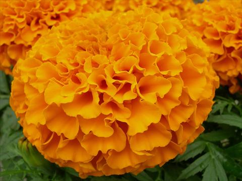 photo of flower to be used as: Bedding pot or basket Tagetes erecta Taishan Dwarf Orange