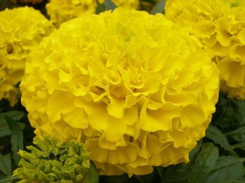 photo of flower to be used as: Bedding pot or basket Tagetes erecta Taishan Dwarf Yellow