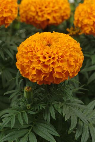 photo of flower to be used as: Bedding pot or basket Tagetes erecta Taishan Orange