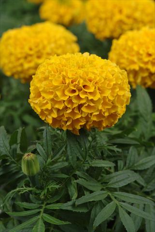 photo of flower to be used as: Bedding pot or basket Tagetes erecta Taishan Gold