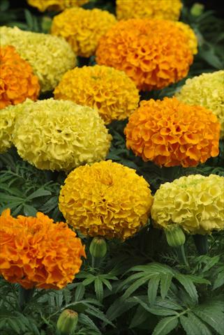 photo of flower to be used as: Bedding pot or basket Tagetes erecta Taishan Mix