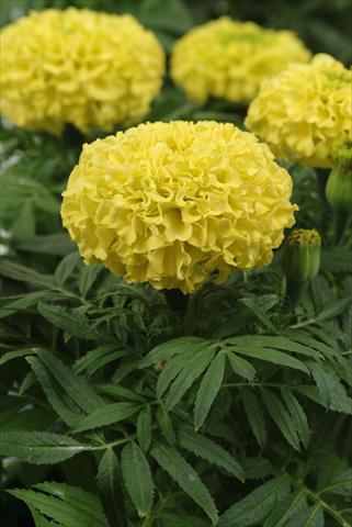 photo of flower to be used as: Bedding pot or basket Tagetes erecta Taishan Yellow