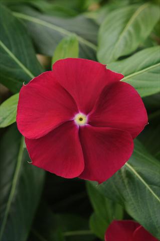 photo of flower to be used as: Pot and bedding Catharanthus roseus - Vinca Pacifica Cranberry XP
