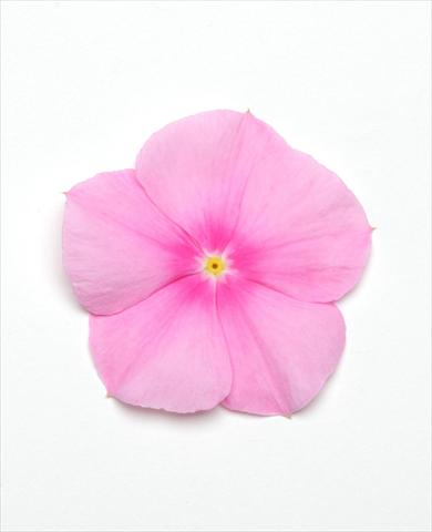 photo of flower to be used as: Pot and bedding Catharanthus roseus - Vinca Titan Icy Pink