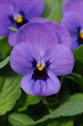 photo of flower to be used as: Pot and bedding Viola cornuta Sorbet™ Blue Blotch XP