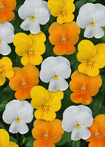 photo of flower to be used as: Pot and bedding Viola cornuta Sorbet™ Citrus Mix XP