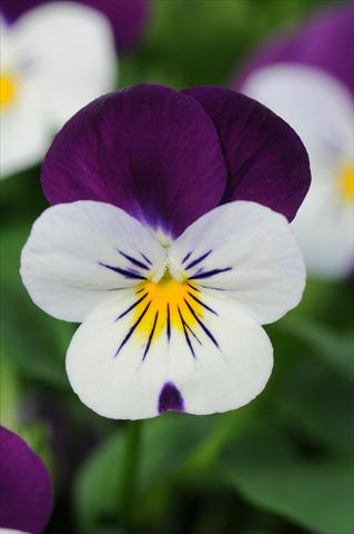 photo of flower to be used as: Pot and bedding Viola cornuta Sorbet™ Coconut Duet XP