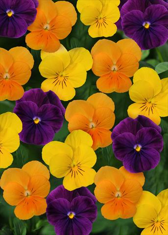 photo of flower to be used as: Pot and bedding Viola cornuta Sorbet™ Harvest Mix XP