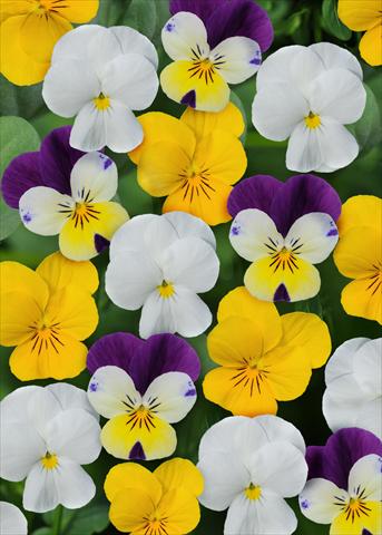 photo of flower to be used as: Pot and bedding Viola cornuta Sorbet™ Lemon Parfait Mix XP