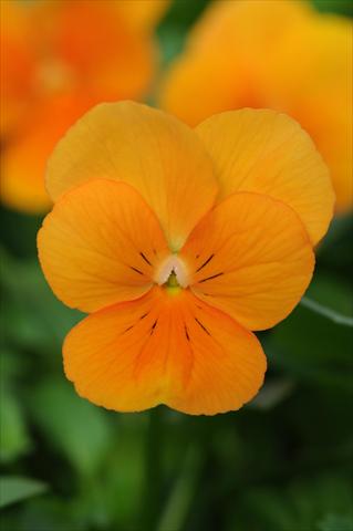 photo of flower to be used as: Pot and bedding Viola cornuta Sorbet™ Orange XP