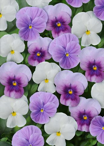 photo of flower to be used as: Pot and bedding Viola cornuta Sorbet™ Orchidberry Frost Mix Xp