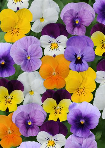 photo of flower to be used as: Pot and bedding Viola cornuta Sorbet™ Select Mix XP