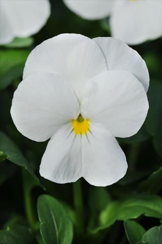photo of flower to be used as: Pot and bedding Viola cornuta Sorbet™ White XP