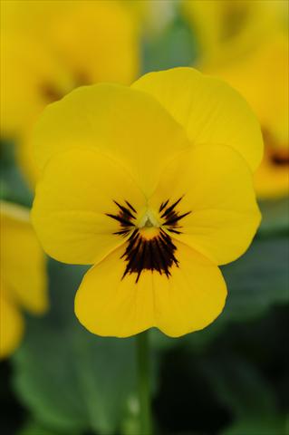 photo of flower to be used as: Pot and bedding Viola cornuta Sorbet™ Yellow Blotch XP
