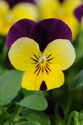 photo of flower to be used as: Pot and bedding Viola cornuta Sorbet™ Yellow Duet XP