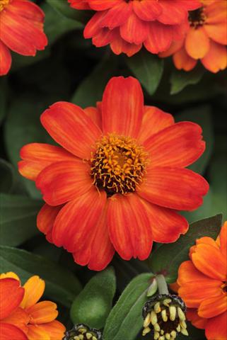 photo of flower to be used as: Pot and bedding Zinnia marylandica Zahara Fire