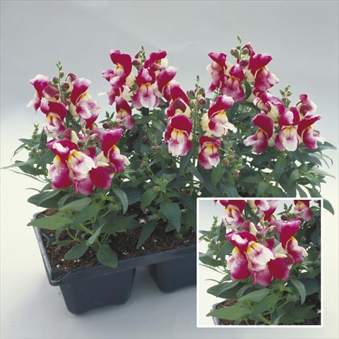 photo of flower to be used as: Bedding / border plant Antirrhinum majus Floral Showers Wine Bicolour Imp