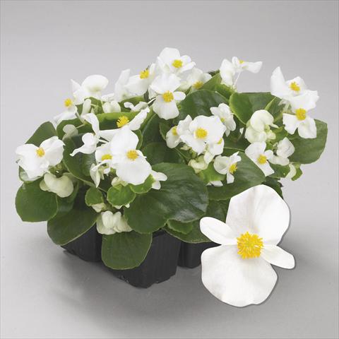 photo of flower to be used as: Bedding / border plant Begonia semperflorens Emperor White Imp
