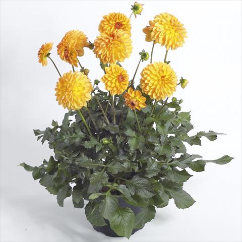 photo of flower to be used as: Pot and bedding Dahlia Maxi Dalina Novia
