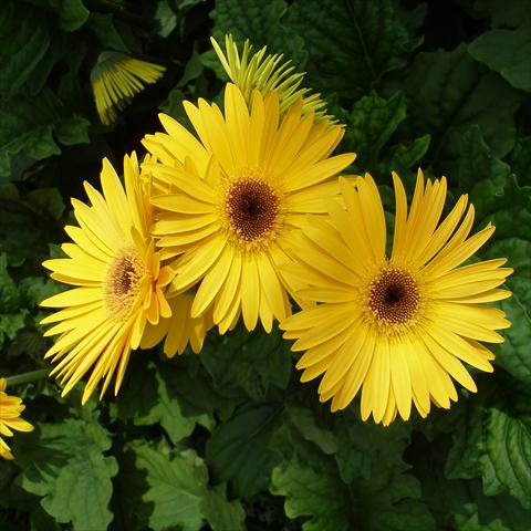 photo of flower to be used as: Pot Gerbera jamesonii Festival Yellow with Eye