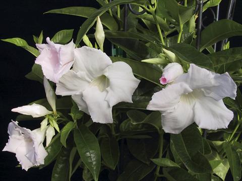 photo of flower to be used as: Patio, pot Dipladenia (Mandevilla) White Velvet