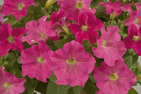 photo of flower to be used as: Pot, bedding, patio, basket Petunia Ray Candy Pink