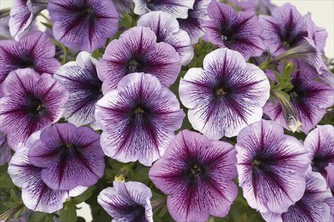 photo of flower to be used as: Pot, bedding, patio, basket Petunia Ray Purple Vein