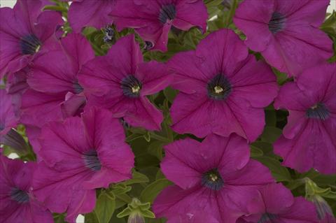 photo of flower to be used as: Pot, bedding, patio, basket Petunia Ray Purple