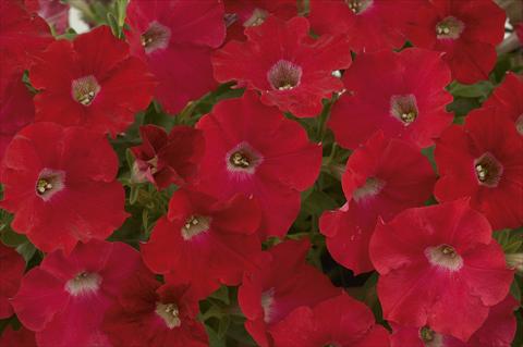 photo of flower to be used as: Pot, bedding, patio, basket Petunia Ray Red