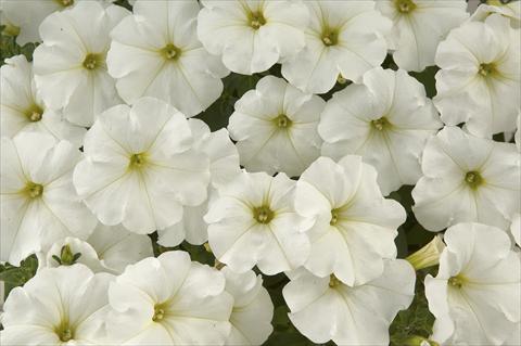 photo of flower to be used as: Pot, bedding, patio, basket Petunia Ray White