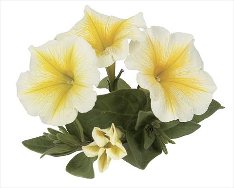 photo of flower to be used as: Pot, bedding, patio, basket Petunia Ray Yellow
