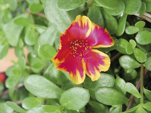 photo of flower to be used as: Bedding, patio, basket Portulaca Sono Fire Bicolor