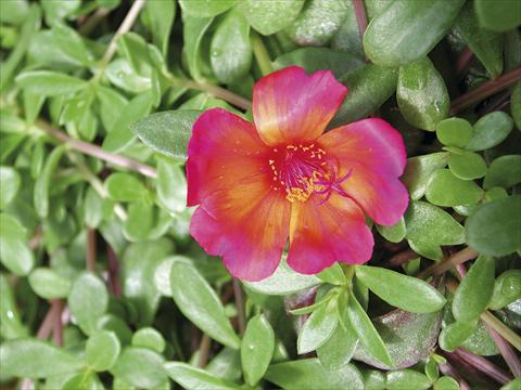 photo of flower to be used as: Bedding, patio, basket Portulaca Sono Red
