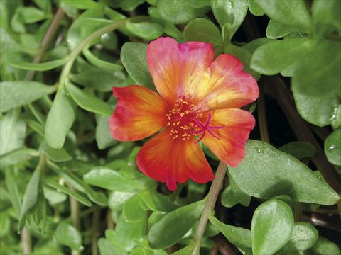 photo of flower to be used as: Bedding, patio, basket Portulaca Sono Scarlet