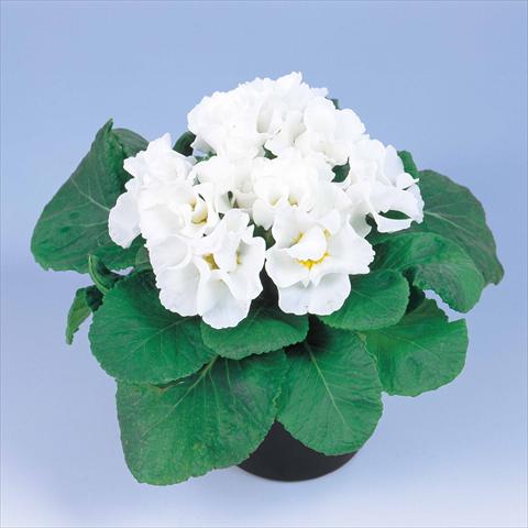 photo of flower to be used as: Pot and bedding Primula acaulis, veris, vulgaris Rosanna White Imp
