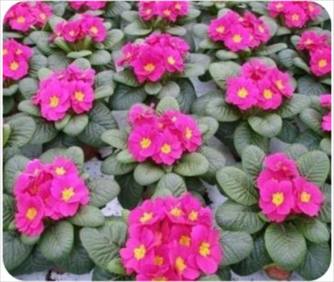 photo of flower to be used as: Pot and bedding Primula acaulis, veris, vulgaris Daniella Neon Rose