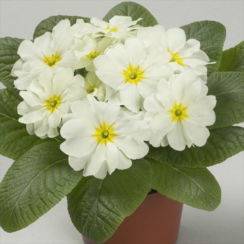 photo of flower to be used as: Pot and bedding Primula acaulis, veris, vulgaris Dawn Lime