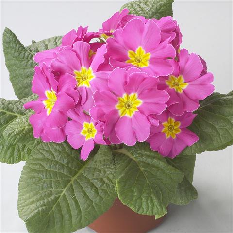 photo of flower to be used as: Pot and bedding Primula acaulis, veris, vulgaris Dawn Rose