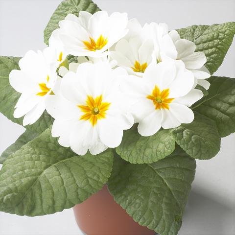photo of flower to be used as: Pot and bedding Primula acaulis, veris, vulgaris Dawn White