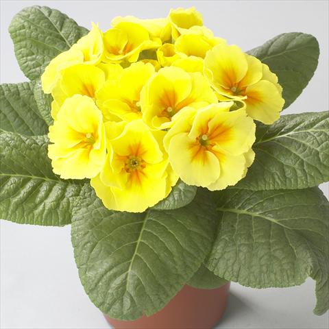 photo of flower to be used as: Pot and bedding Primula acaulis, veris, vulgaris Dawn Yellow