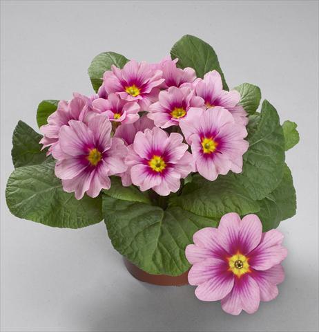 photo of flower to be used as: Pot and bedding Primula acaulis, veris, vulgaris Delight Cherry