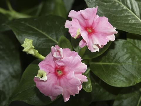 photo of flower to be used as: Pot and bedding Catharanthus roseus - Vinca Tutu