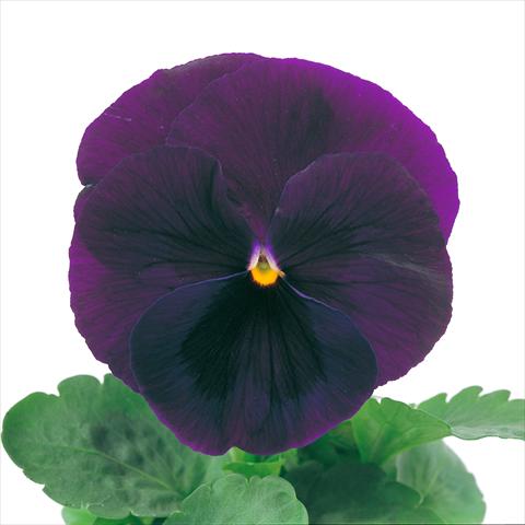 photo of flower to be used as: Pot and bedding Viola wittrockiana Power Purple with Blotch Imp