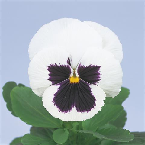 photo of flower to be used as: Pot and bedding Viola wittrockiana Power White with Blotch Imp