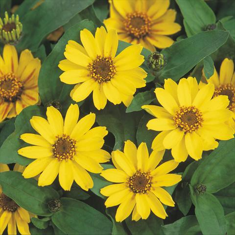 photo of flower to be used as: Pot Zinnia hybrida Profusion Yellow