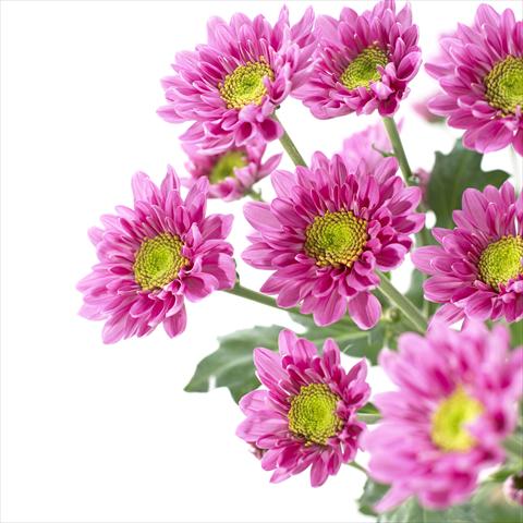 photo of flower to be used as: Pot and bedding Chrysanthemum Amazon