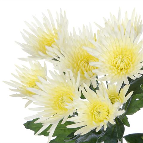 photo of flower to be used as: Pot and bedding Chrysanthemum Anastasia Cream
